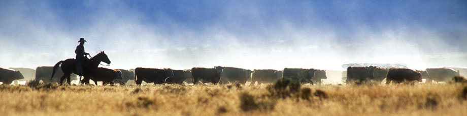 Rancher rounding up cattle in the Four Corners region of Northern Arizona
